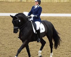 stallion Bodyguard Moorland (KWPN (Royal Dutch Sporthorse), 2006, from Gribaldi)