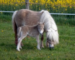 horse Isarons Dolly Eclipsa (Shetland Pony, 2017, from Eclipse van d'Eul)