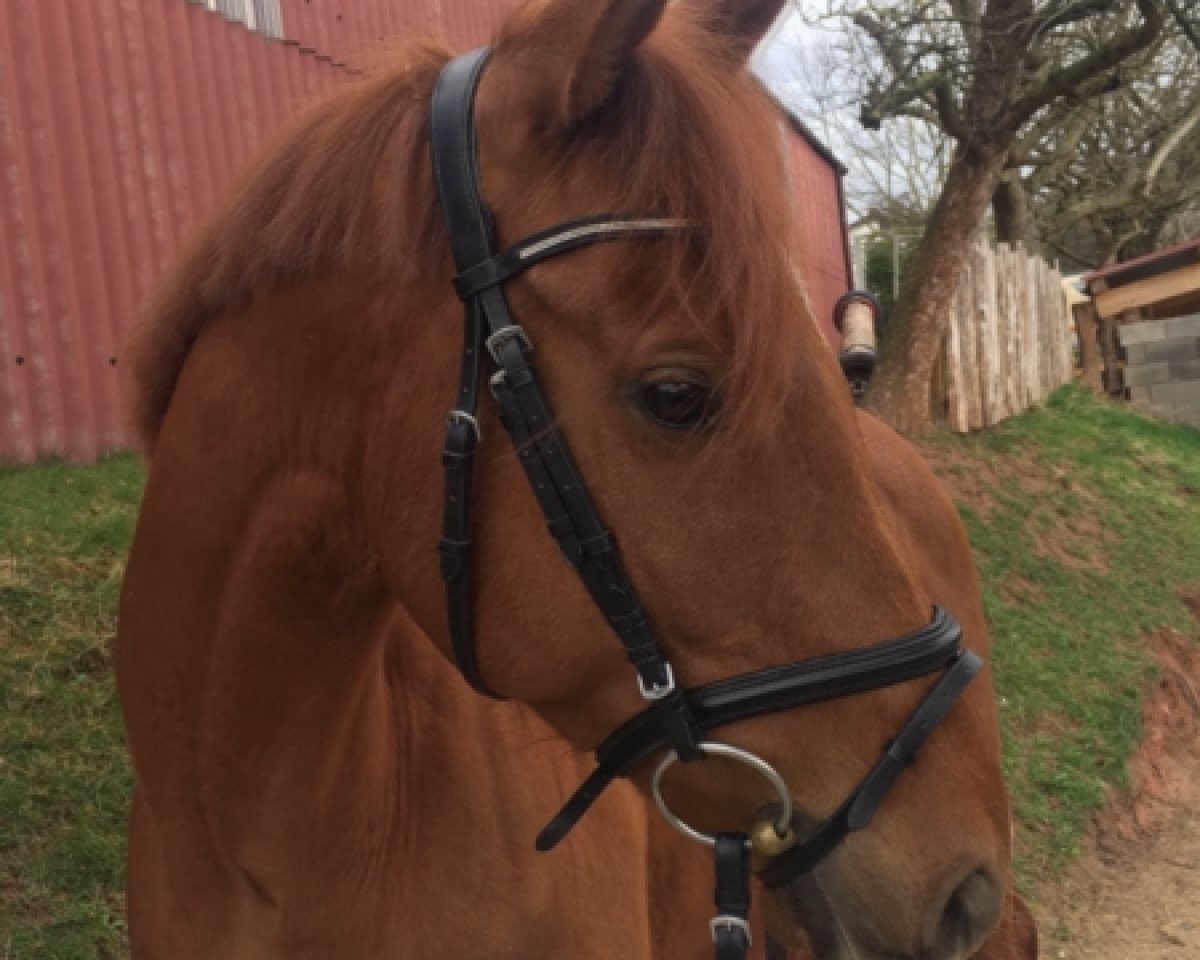 horse Proper Order (Thoroughbred, 2012, from Medicean xx)