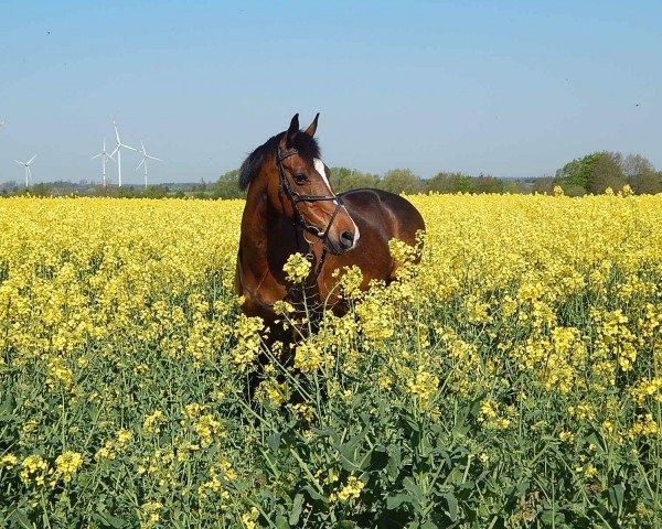 broodmare Butterfly (German Riding Pony, 1998, from Nightfire)