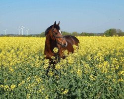 Zuchtstute Butterfly (Deutsches Reitpony, 1998, von Nightfire)