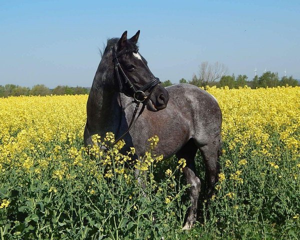 broodmare Chantal (German Riding Pony, 1999, from Discovery AA)