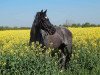 broodmare Chantal (German Riding Pony, 1999, from Discovery AA)