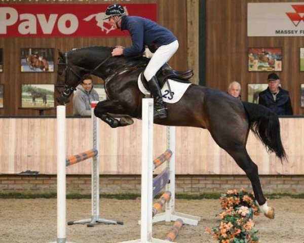 stallion Iniesta TN (KWPN (Royal Dutch Sporthorse), 2013, from Mtf Starpower)
