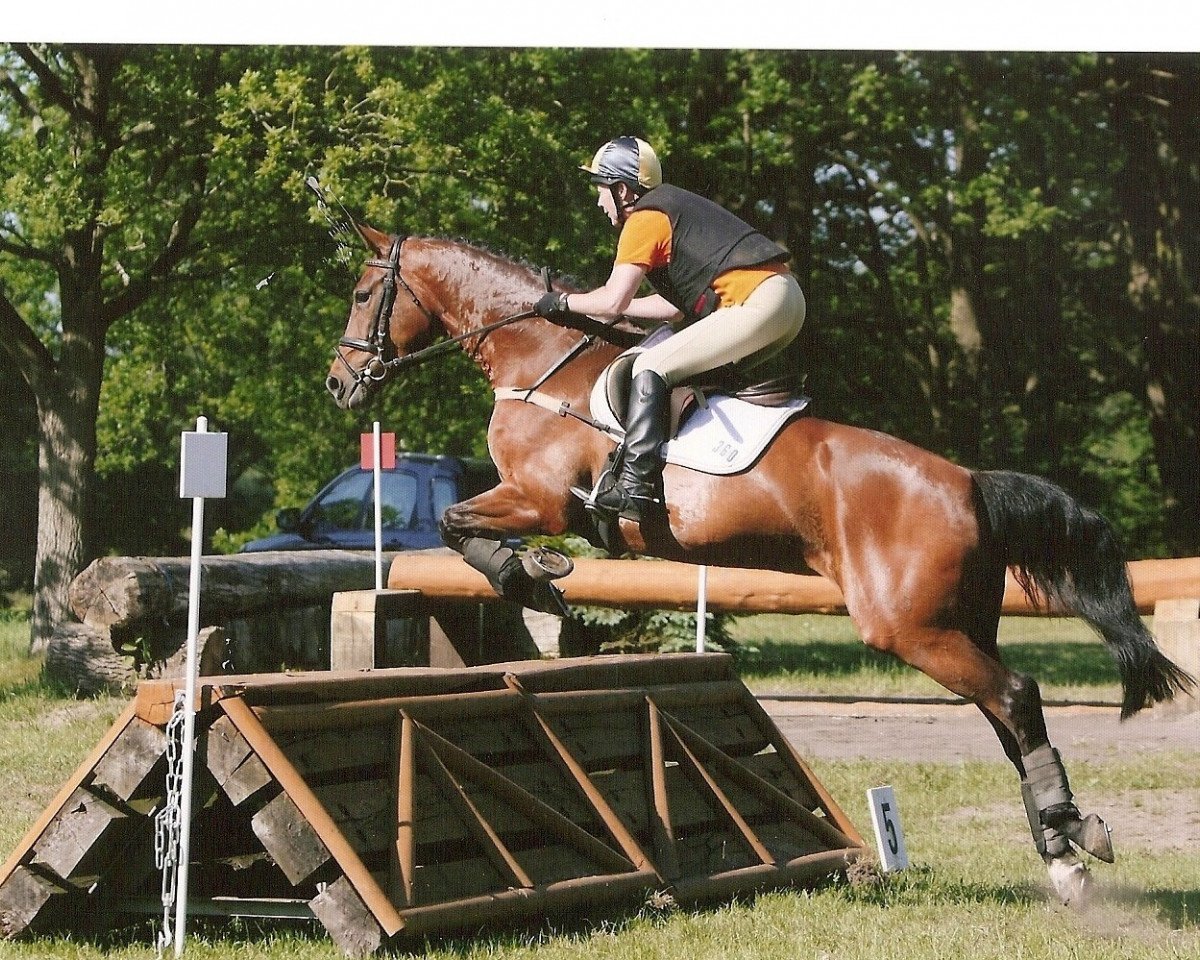 broodmare Saphiera (Hanoverian, 1999, from Santorini)