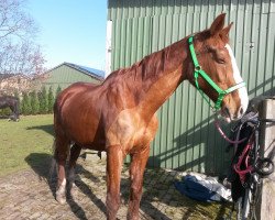 broodmare Konsulantin (Holsteiner, 1995, from Coriander)