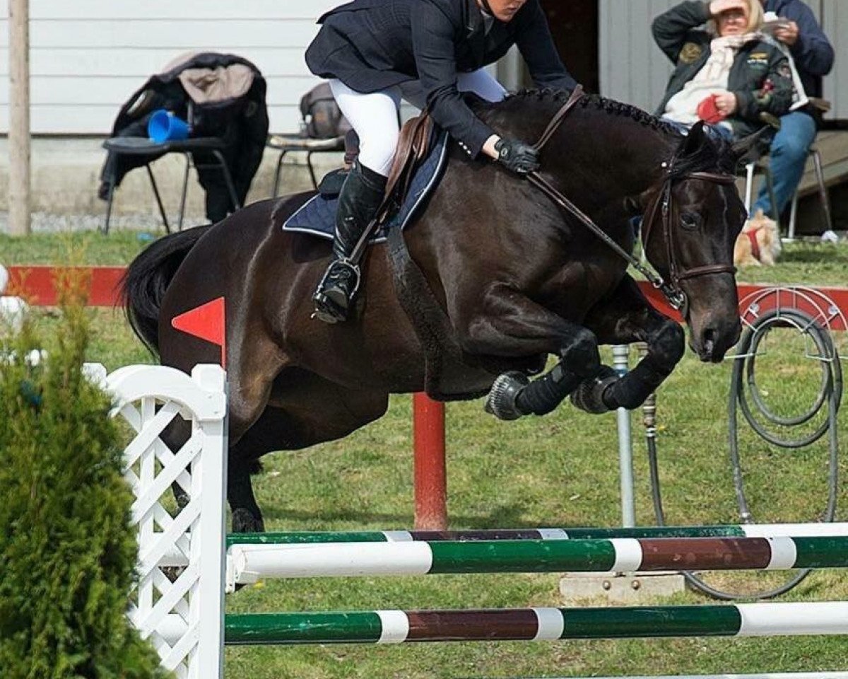 Springpferd Hikaar D'Flip (KWPN (Niederländisches Warmblut), 2007)