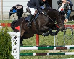 jumper Hikaar D'Flip (KWPN (Royal Dutch Sporthorse), 2007)