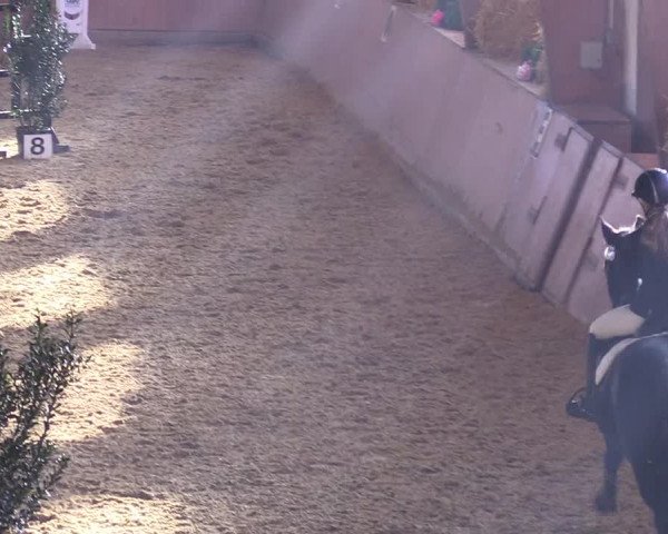 Reitturnier Bad Salzuflen 2018