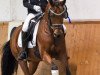 dressage horse Carino (German Riding Pony, 2007, from Coronados-Boy)