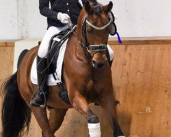 dressage horse Carino (German Riding Pony, 2007, from Coronados-Boy)