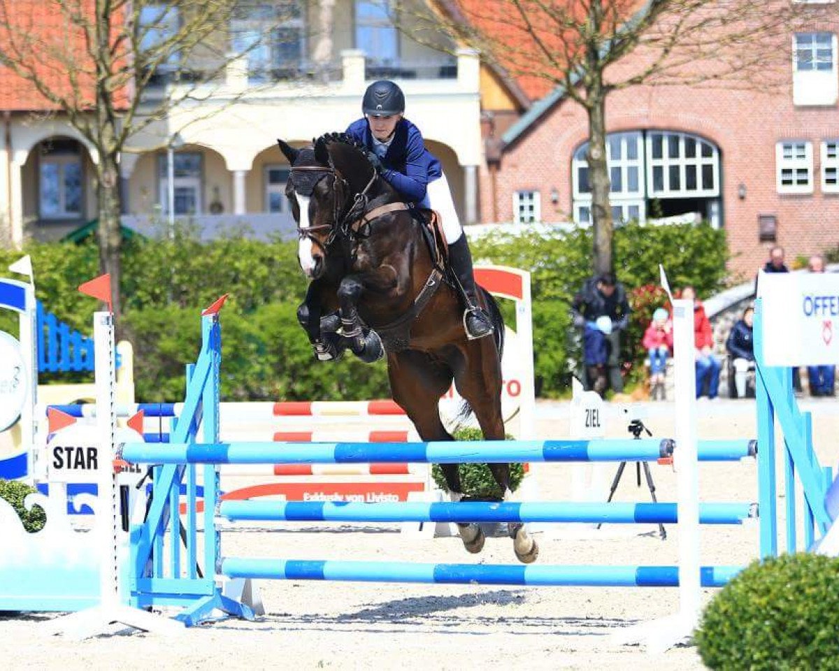 jumper Ludevik H (Oldenburg show jumper, 2012, from Ludwigs As)