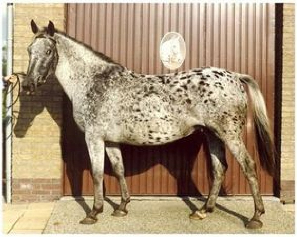 broodmare Palousa (Appaloosa, 1975, from Zane Grey)