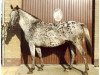 broodmare Palousa (Appaloosa, 1975, from Zane Grey)