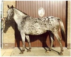 broodmare Palousa (Appaloosa, 1975, from Zane Grey)