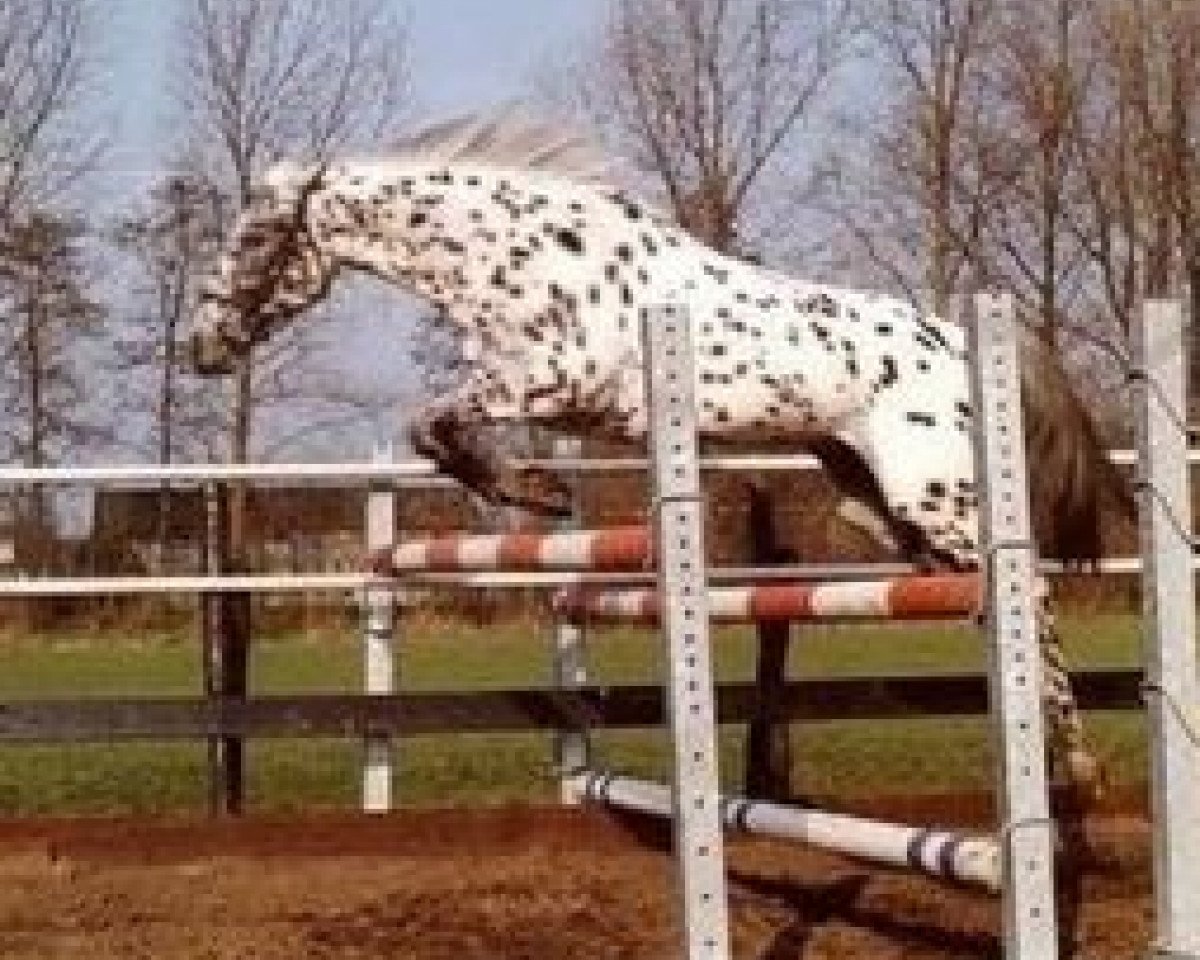 Zuchtstute Palousa-Cybella (Appaloosa, 1987, von Mackael Grey)