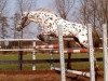 broodmare Palousa-Cybella (Appaloosa, 1987, from Mackael Grey)