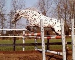 broodmare Palousa-Cybella (Appaloosa, 1987, from Mackael Grey)