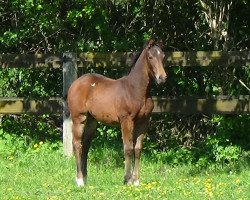 dressage horse Liberty of Action (Little German Riding Horse, 2017, from Lamento III)