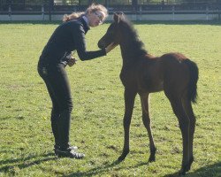 broodmare Donau-Fee (Bavarian, 2017, from Franklin)