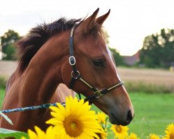 horse Zlatan (Oldenburger, 2021, from Zuperman OLD)