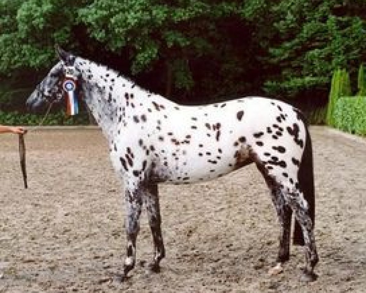 Zuchtstute Palousa Caprice (Appaloosa, 1999, von Gribaldi)
