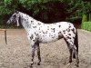 Zuchtstute Palousa Caprice (Appaloosa, 1999, von Gribaldi)