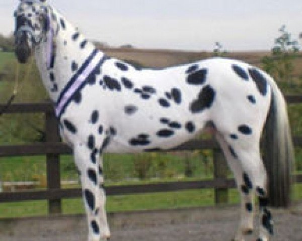 Deckhengst Palousa San Sebastian (Nederlands Appaloosa Pony, 2005, von San Remo)