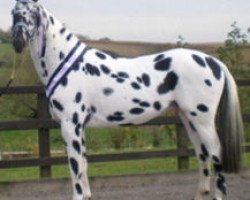 stallion Palousa San Sebastian (Nederlands Appaloosa Pony, 2005, from San Remo)