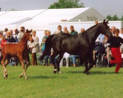 broodmare Flarina S (Westphalian, 1993, from Rubinstein I)