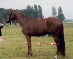 broodmare Belle de jour (Westphalian, 1998, from Beltain)