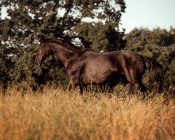 Pferd Renard (Trakehner, 1988, von Rockefeller)