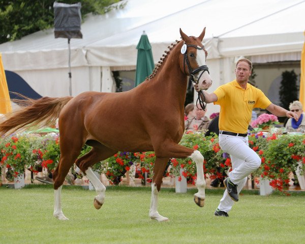 Springpferd Coachella 5 (Deutsches Sportpferd, 2013, von Chacco Me Biolley)