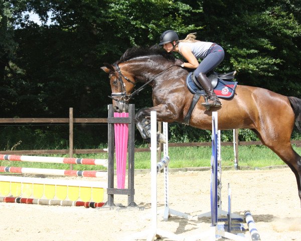 dressage horse Sa Calobra (Oldenburg, 2007, from Sandro Hit)