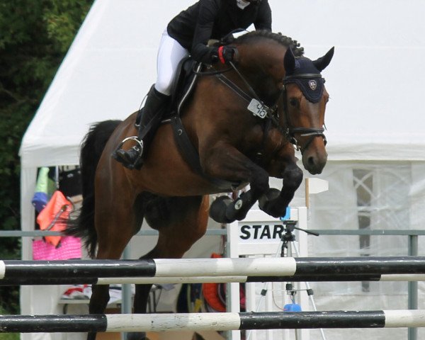 jumper Cayenn 3 (German Sport Horse, 2008, from Canterbury)