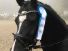 dressage horse Watch me Willie (German Riding Pony, 2010, from Holsteins William)