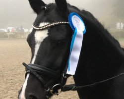 dressage horse Watch me Willie (German Riding Pony, 2010, from Holsteins William)