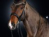 broodmare Lovely Rita 6 (Oldenburg, 2004, from Lacassini)