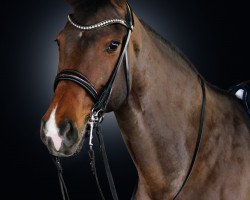 broodmare Lovely Rita 6 (Oldenburg, 2004, from Lacassini)