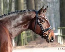 dressage horse Rico (Westphalian, 1996, from Rosenkavalier)