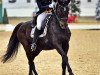 dressage horse Rubin 592 (Oldenburg, 1993, from Rubinstein I)