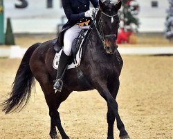 dressage horse Rubin 592 (Oldenburg, 1993, from Rubinstein I)