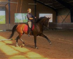 dressage horse Whisper 180 (Bavarian, 2000, from Raskan)