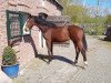 broodmare Waikiki W 5 (Oldenburg, 2016, from De Niro)