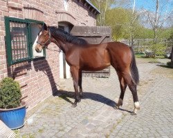 dressage horse Waikiki W 5 (Oldenburger, 2016, from De Niro)