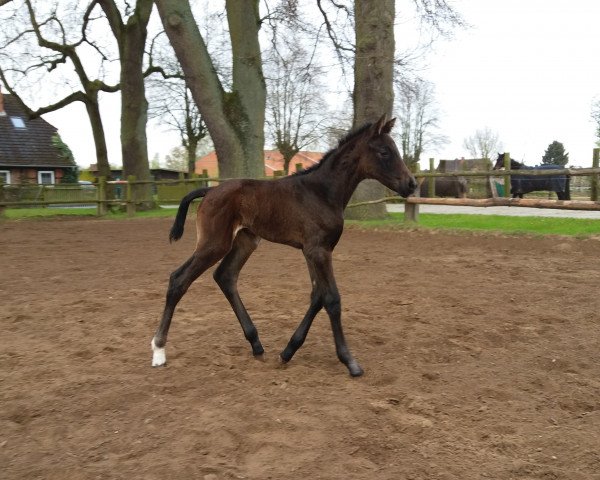 dressage horse Russian Roulette R (Oldenburg, 2017, from Quantensprung 3)