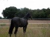 dressage horse Rockdancer 3 (Rhinelander, 2014, from Rock of Gibraltar)