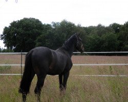 dressage horse Rockdancer 3 (Rhinelander, 2014, from Rock of Gibraltar)