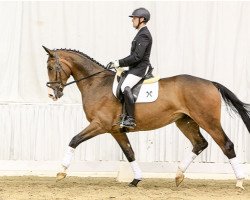 dressage horse Lifetime (Hanoverian, 2012, from Lissaro)