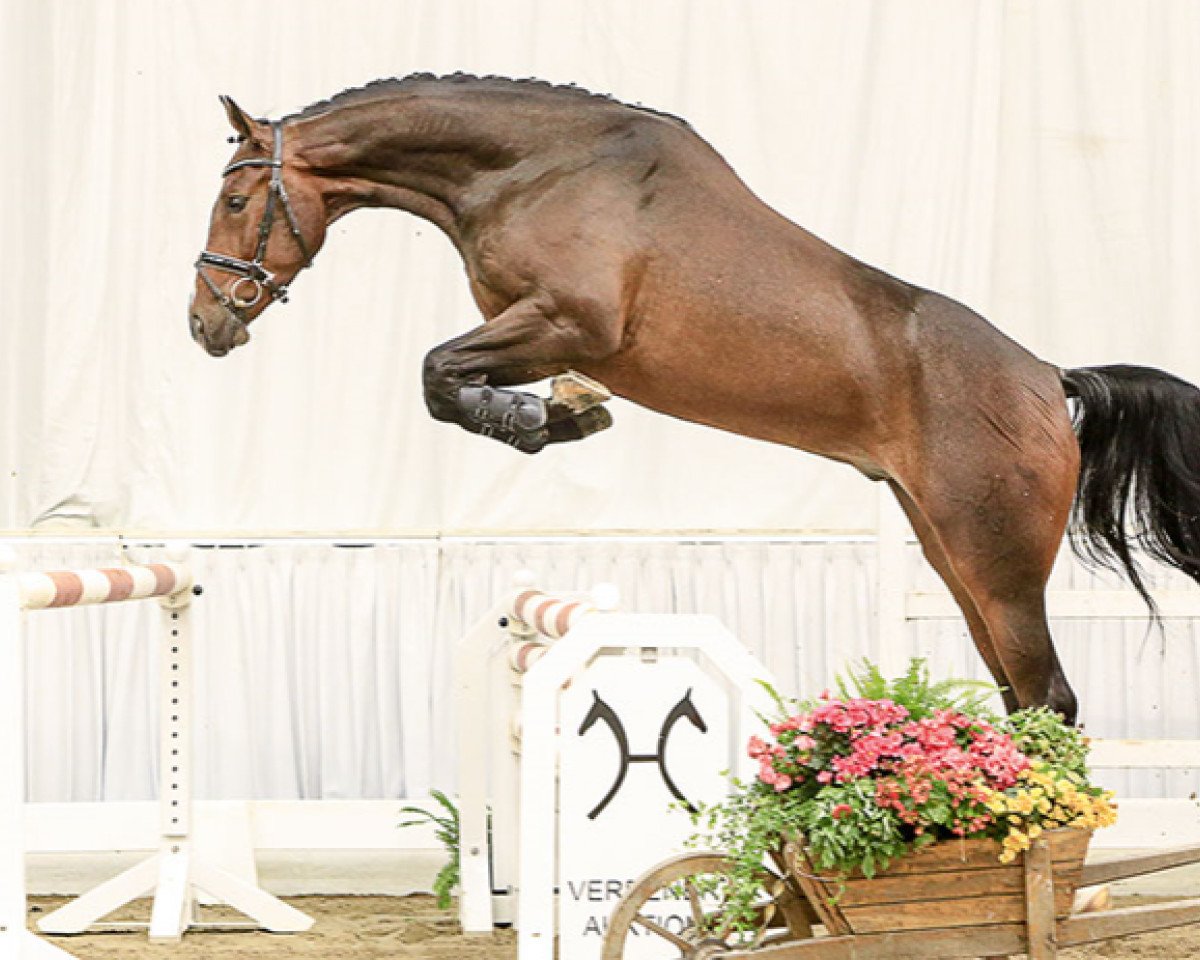 Pferd Emirates (Hannoveraner, 2011, von El Bundy)